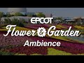 Epcot flower and garden festival ambience  disney world epcot ambience scenescape