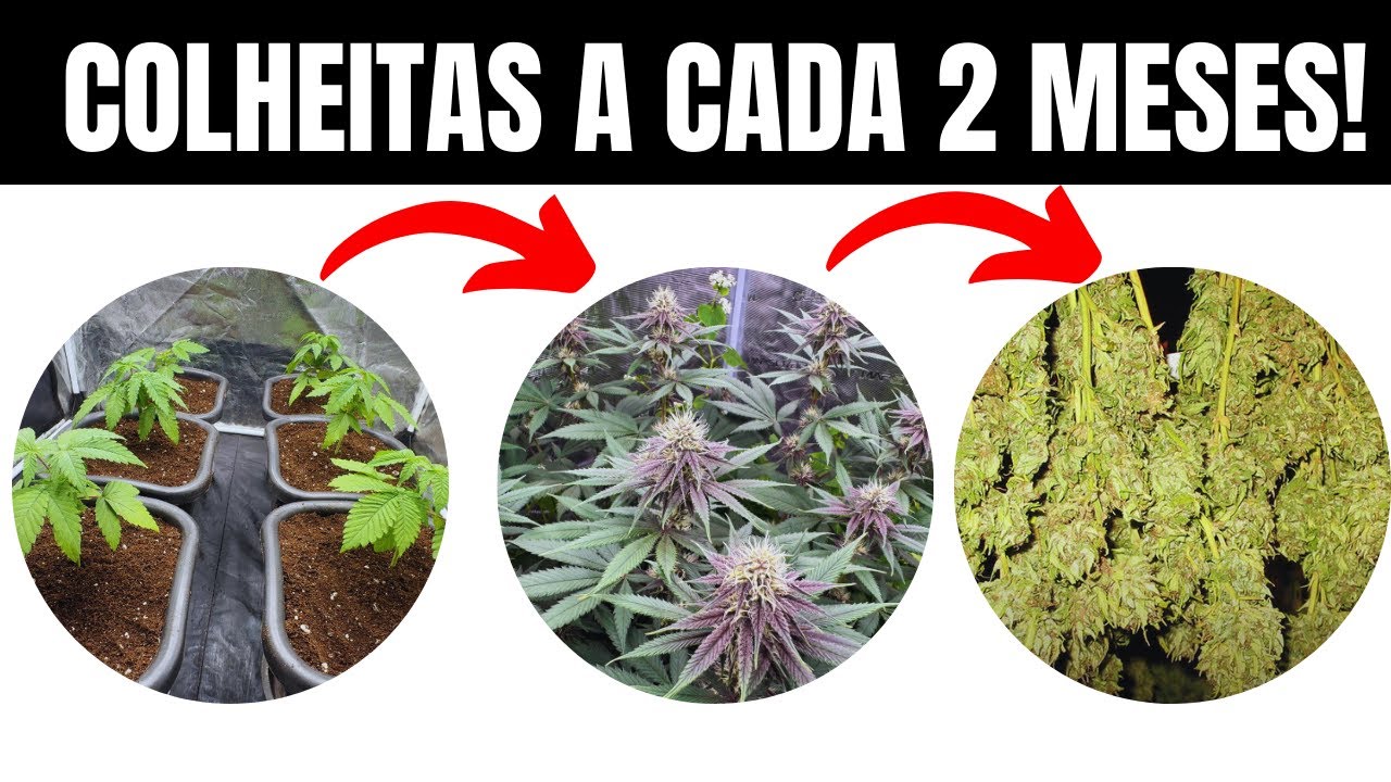 COLHEITA A CADA 2 MESES: aprenda a colher MACONHA mais rápido