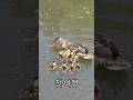 세상속으로 첫 여행을 시작한 아기오리 9형제 기록 하겠습니다 #도시와자연 #자연감성 #nature
