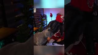 Xám có thông báo quan trọng #shorts #hk15 #ckg