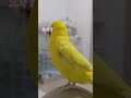 突然地団駄を踏むトリ