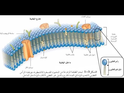 فيديو: ما هي العضيات التي تغطيها طبقة غشاء واحدة؟