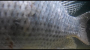 Đặt Camera dưới nước quay mồi Câu Lục - Bất ngờ gặp con cá to bằng cả màn hình