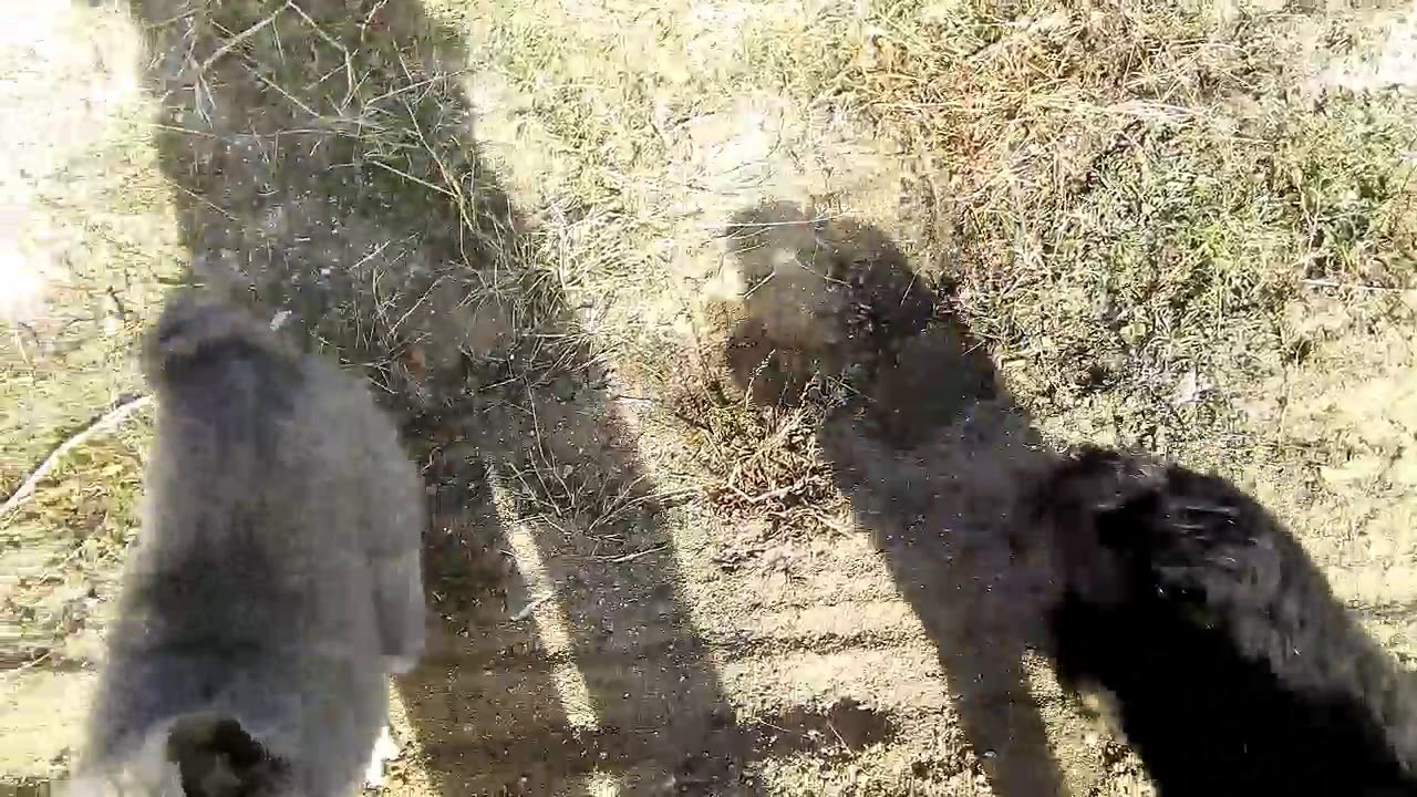 Рэкс-Брэкс - YouTube