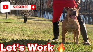 Introducing My Bulls To A Flirt Pole Ep. 1 Scar With Marcostvg