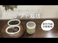 【スプラウト栽培】栽培セット購入～初日の様子/オーガニックなスーパーフード/キッチンや室内で野菜が栽培できる/水耕栽培/自由研究