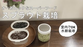 【スプラウト栽培】栽培セット購入～初日の様子/オーガニックなスーパーフード/キッチンや室内で野菜が栽培できる/水耕栽培/自由研究