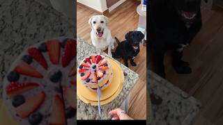Kiki’s 7-year-old birthday! #labrador #birthday #dogs