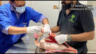 Injured Greater FLAMINGO treatment and successfully release .