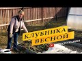 Что делать с клубникой весной.