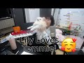 LilyPichu talks about her favorite part about Temmie! Then Temmie interrupts...