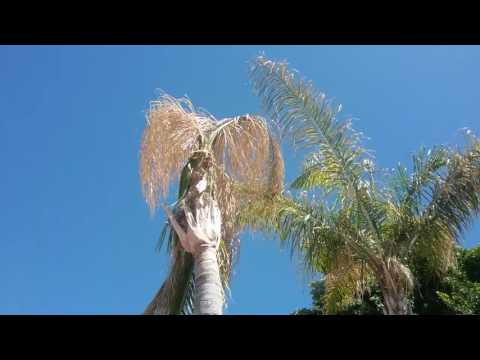 Queen Palm Bad Tops Casa Grande AZ 480 969 8808 Warner&rsquo;s Tree Surgery