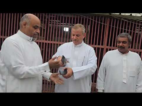 التشييك على حمام البطل عبدالله العبيد اول الحمام الواصل من سباق طريف ١٢٠٠ كلم الذي نظمه مركز القطيف