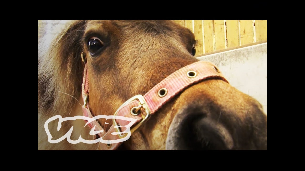 horseshoe bend Cute Pygmy Shetland Ponies!