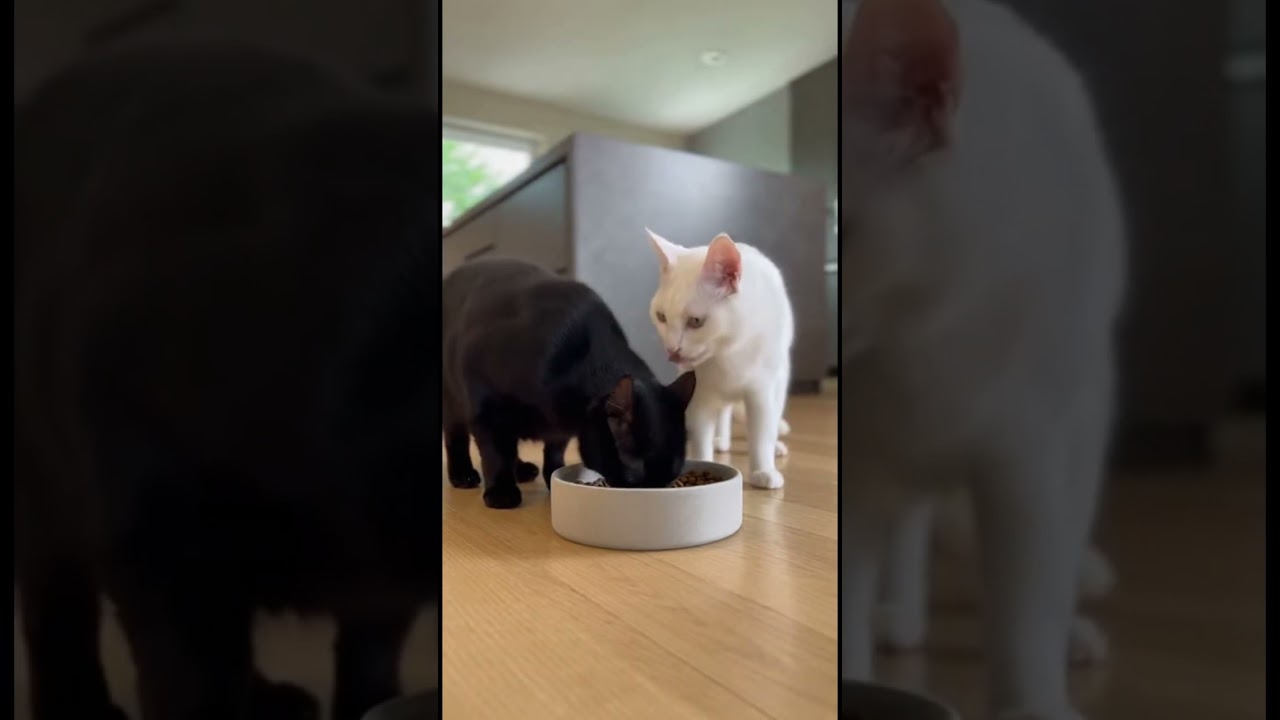 Like❤️Белый кот обиделся на своего чёрного друга 