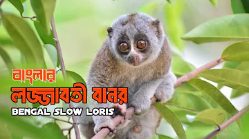 Bengal slow loris।।বাংলার লজ্জাবতী।।