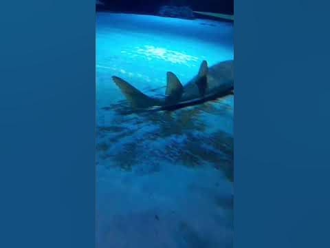 рыба гитара - YouTube
