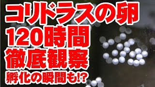 孵化の瞬間を収めた 1時間 コリドラス 卵観察 Youtube