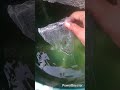 New balloon platy fish #vlogs #garden #fish#shorts