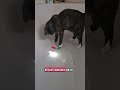 Katzenbeschäftigung in der Badewanne