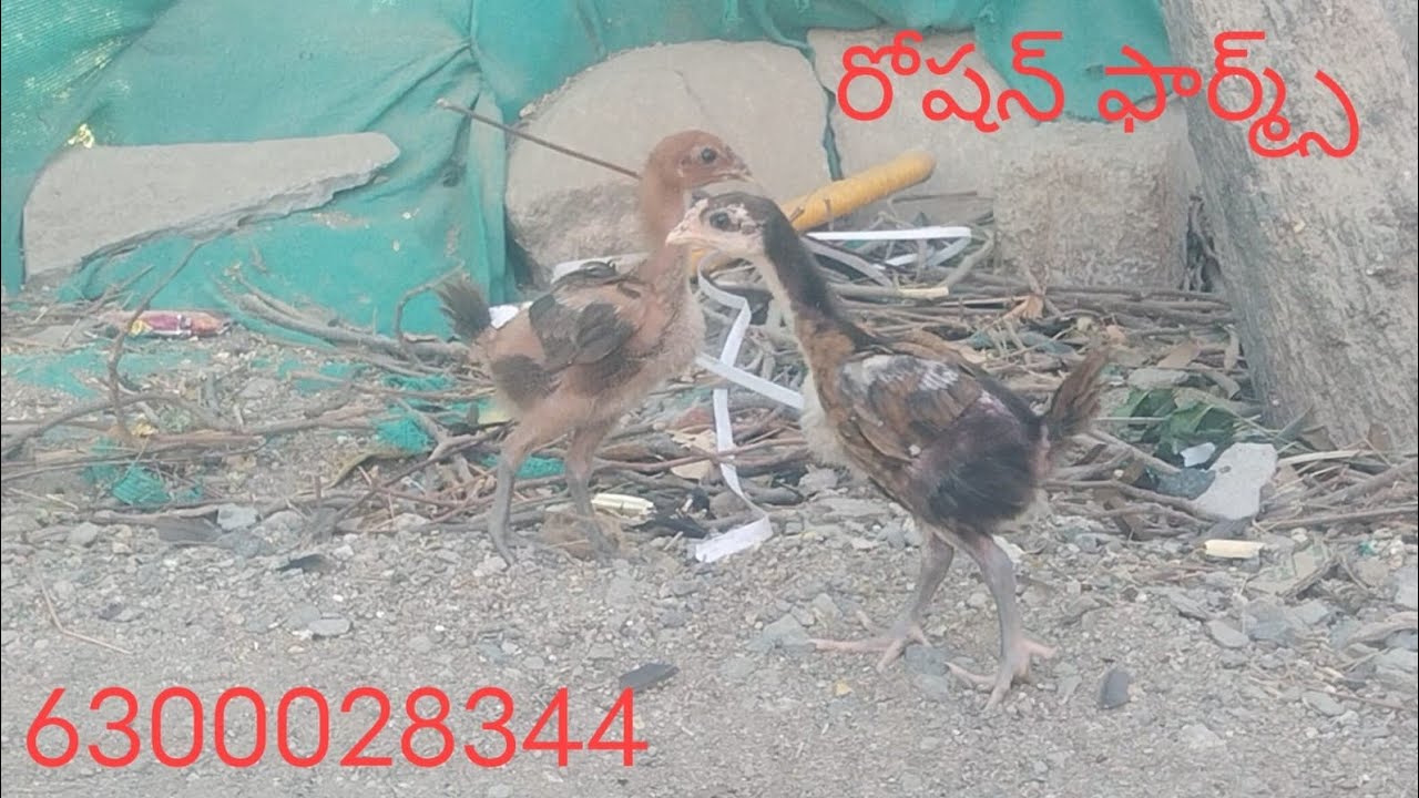 6300028344. పేరు క్రాస్+భీమవరం=6 పిల్లల బ్యాచ్