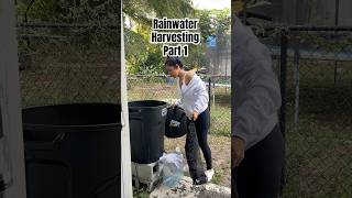 Rainwater Harvesting 🌧️ #rainwater #rainwaterharvesting #gardening