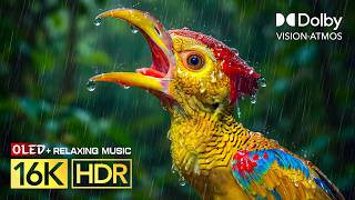 Experience epicly like never before 16K HDR ULTRA HD | Dolby Vision 120FPS | Relaxing Music