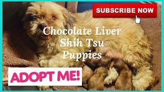 ADOPT ME! Chocolate Liver Shih Tzu Puppies | SUPER MARCOS VLOG by Super Marcos 578 views 2 years ago 2 minutes, 27 seconds