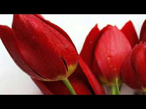 [everysing] 桜ノ雨