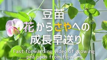 豆苗の花 Youtube