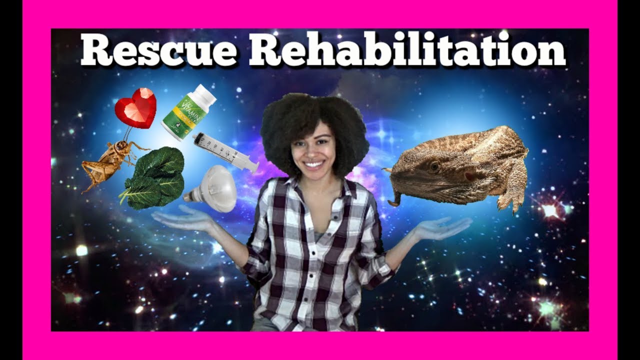 reptology turtle topper Rehabilitating a Rescue Dragon| Ep.1