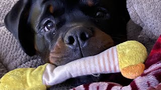 YOUR ROTTWEILER CHEWING THINGS UP?!! GET THIS TO HELP!!!