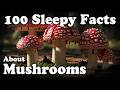Sleepy Science of Fungi | The Hidden Kingdom Beneath the Forest