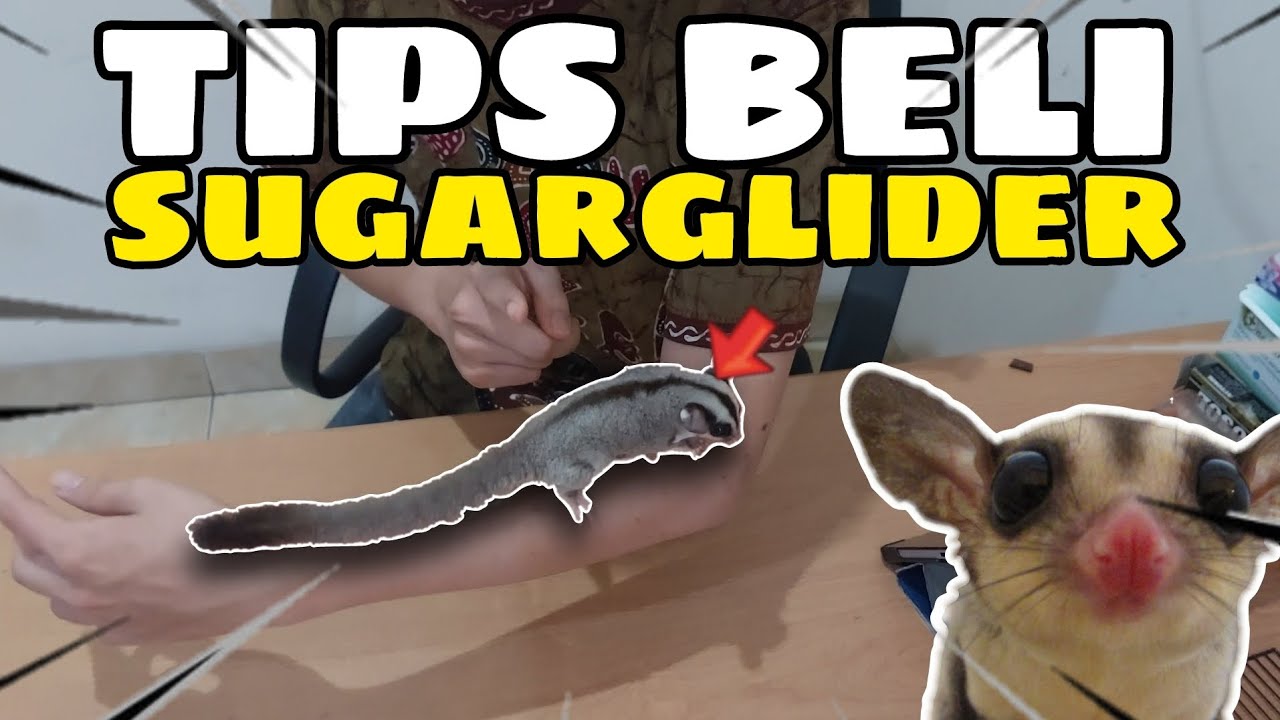 JANGAN PERNAH BELI DI MALL..... | Tips Beli Sugar Glider Di Tahun 2025.