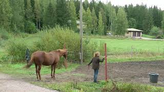 Työajan säästöä Pinewood Stables Oy