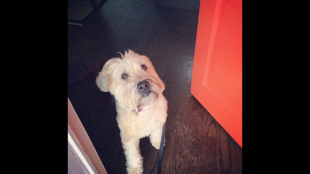 wheaten terrier puppy biting