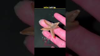 Star Fish Mat Chuna 😱 #shorts #facts #factvideo #factoholic #knoweledgefacts #viral