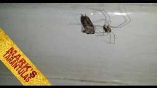 Feeding uk Spiders - Featuring Cellar spider ,House Spider,False Widow