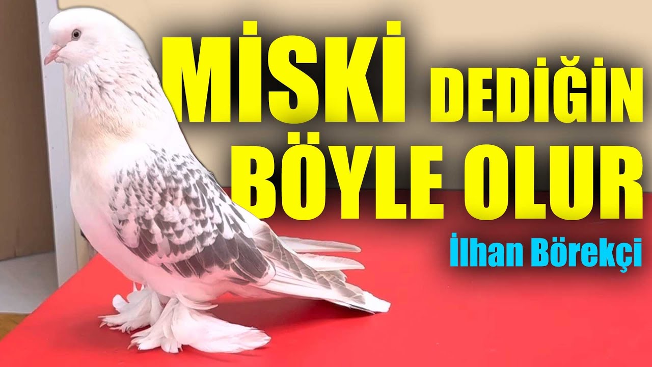 Miski Dediğin Böyle Olur! Ağzımız Açık Kaldı... Kürenk Kulübü