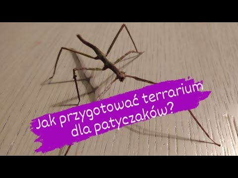 Jak przygotować TERRARIUM