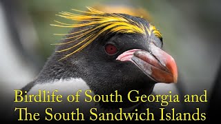 Bird Life of South Georgia and The South Sandwich Islands