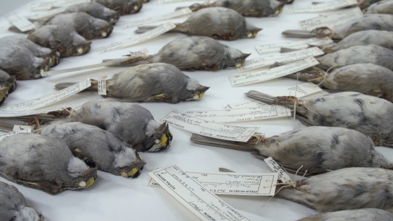 Как искусственное освещение зданий убивает перелетных птиц? Фото.