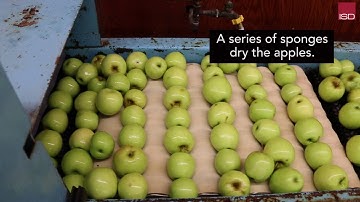 From Orchard to Table: How Apples are Sorted