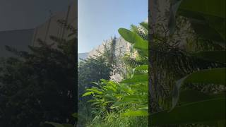 Plants Attached to a Tall Building