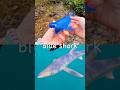 Kids Learn at the Stream | Sea Animal Names: Blue Shark Seal Crab Blue Spotted Stingray Whale Shark