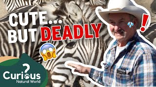 What It's Like Raising A HERD Of Zebras!  | Predator Pets | FULL EPISODE | Curious?: Natural World