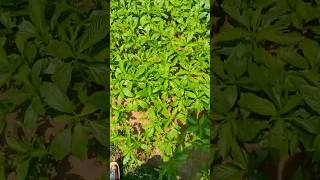 How to cultivate Sunn hemp?                    minv #minivlog ...10k