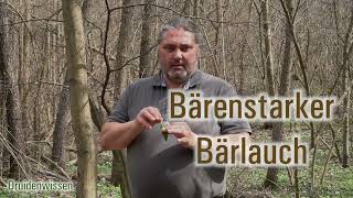Bärenstarker Bärlauch