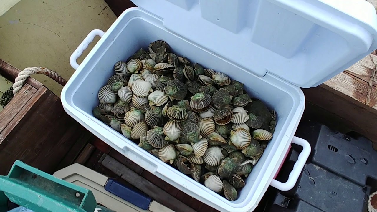 How we clean fresh scallops YouTube