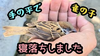 Sparrow sleeping in the palm of your hand